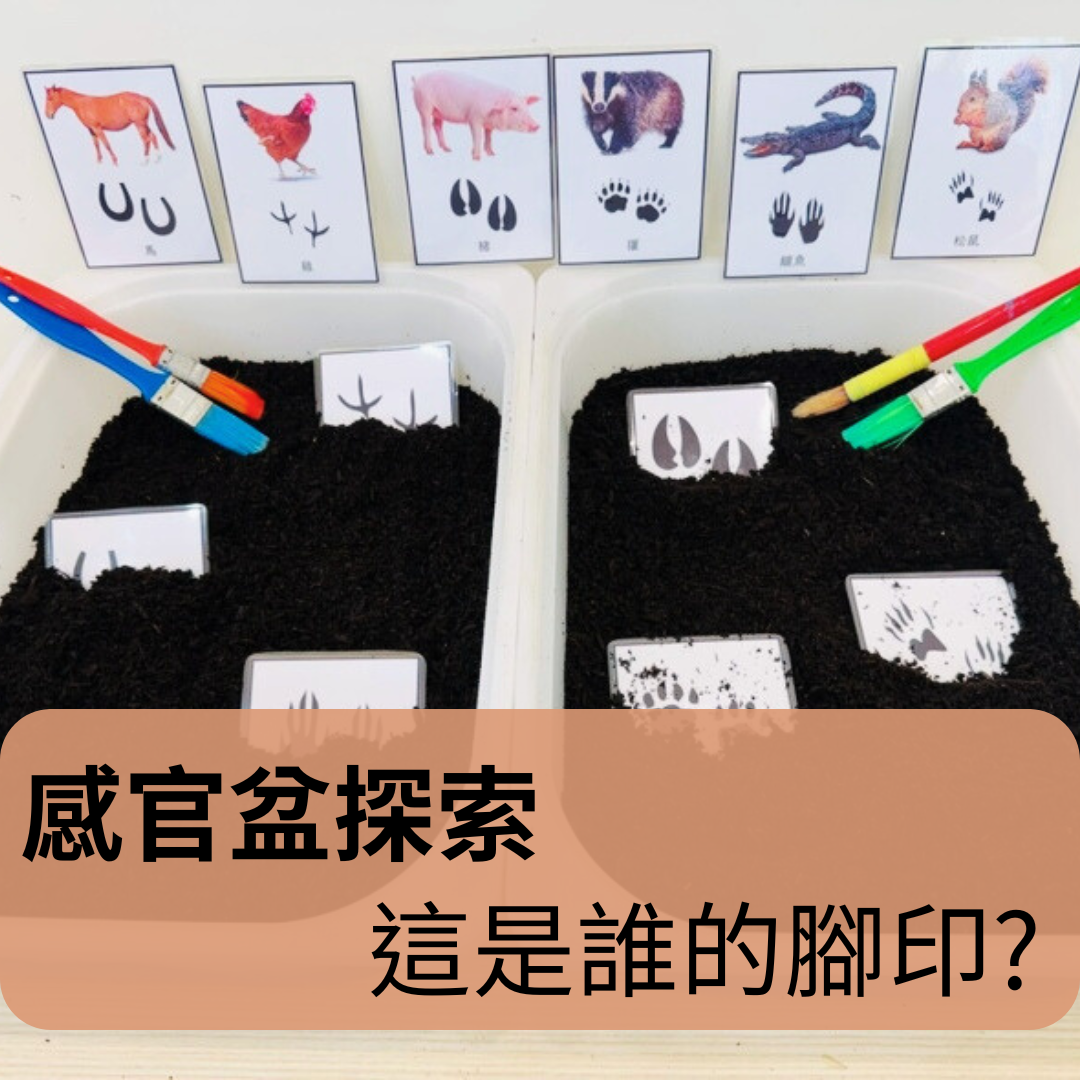 🌲 露營與冒險主題｜這是誰的腳印？｜感官盆探索 | 動物圖卡 | 腳印配對